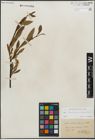 Foto von Salix kitaibeliana Willd. x Salix phylicifolia L.